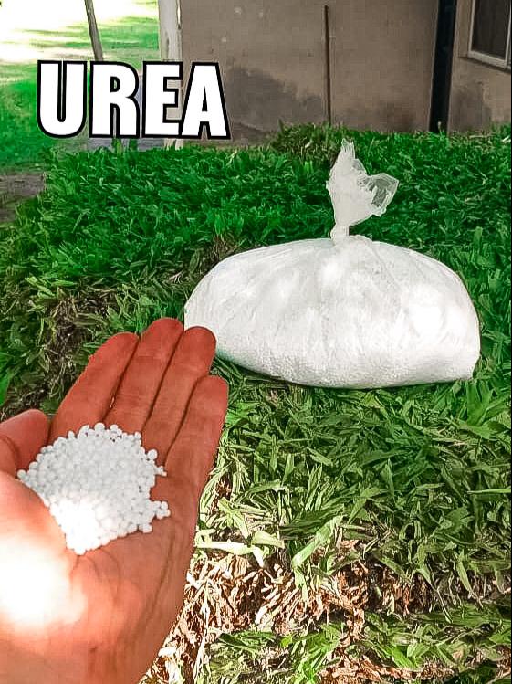 urea